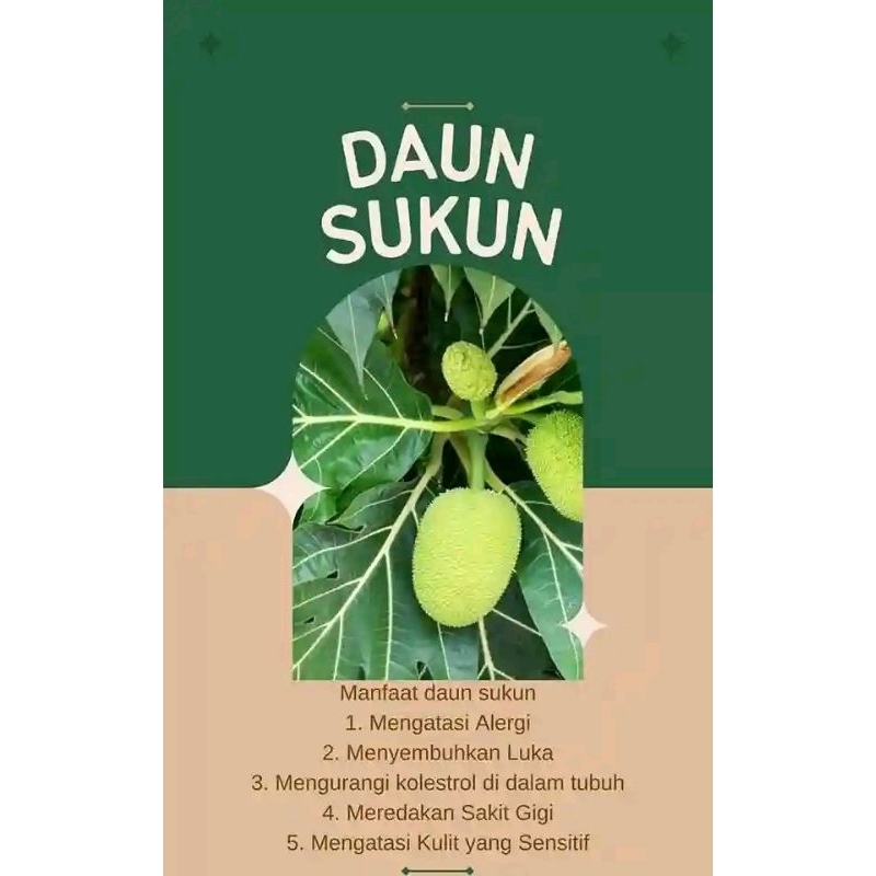 

DAUN SUKUN segar 500gram