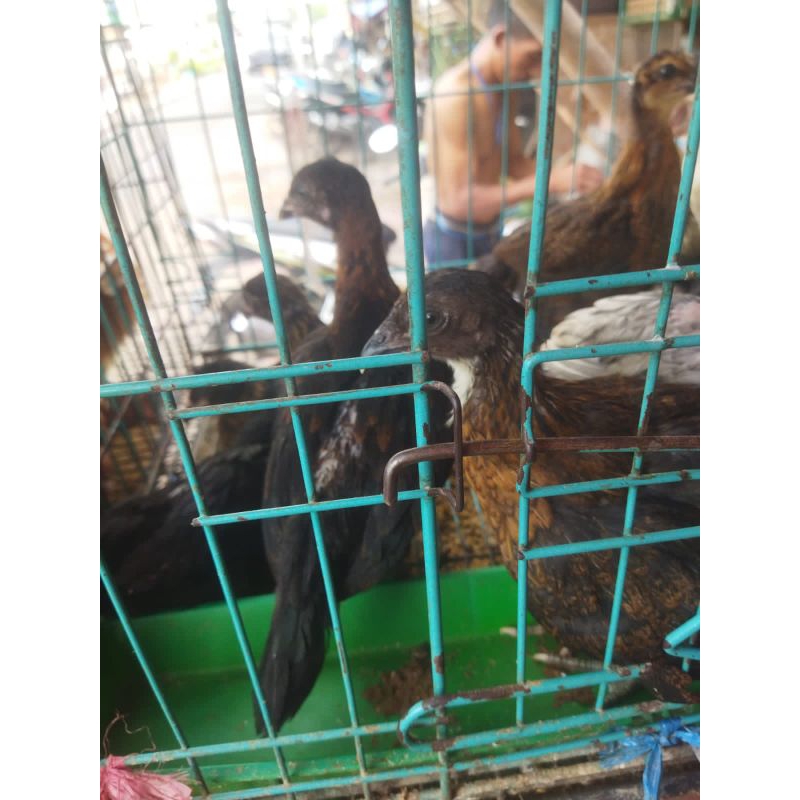 

Ayam kampung super terbaik usia 1 bulan