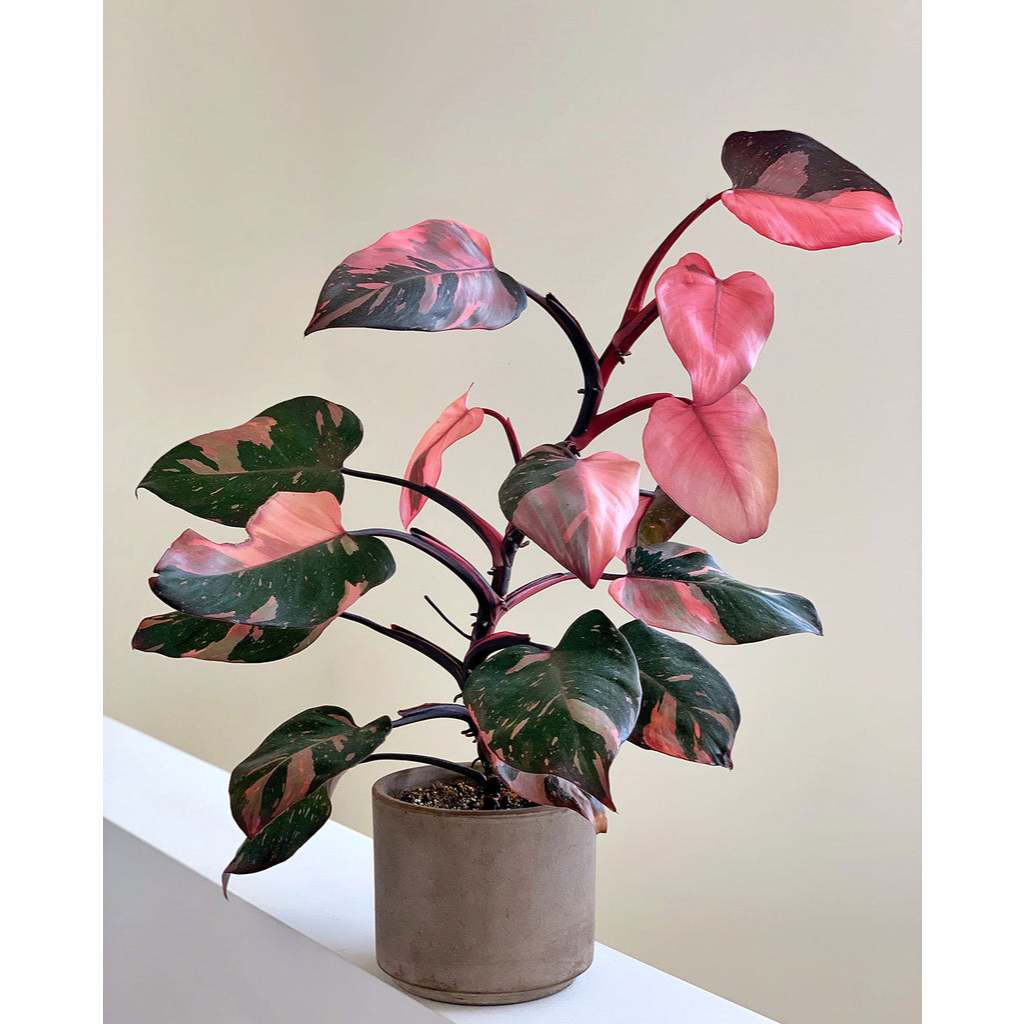 Philodendron Pink Princess - Philodendron erubescens Pink Princess