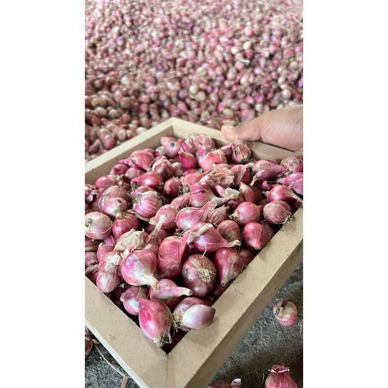 

BAWANG MERAH TERMURAH 500 Gram