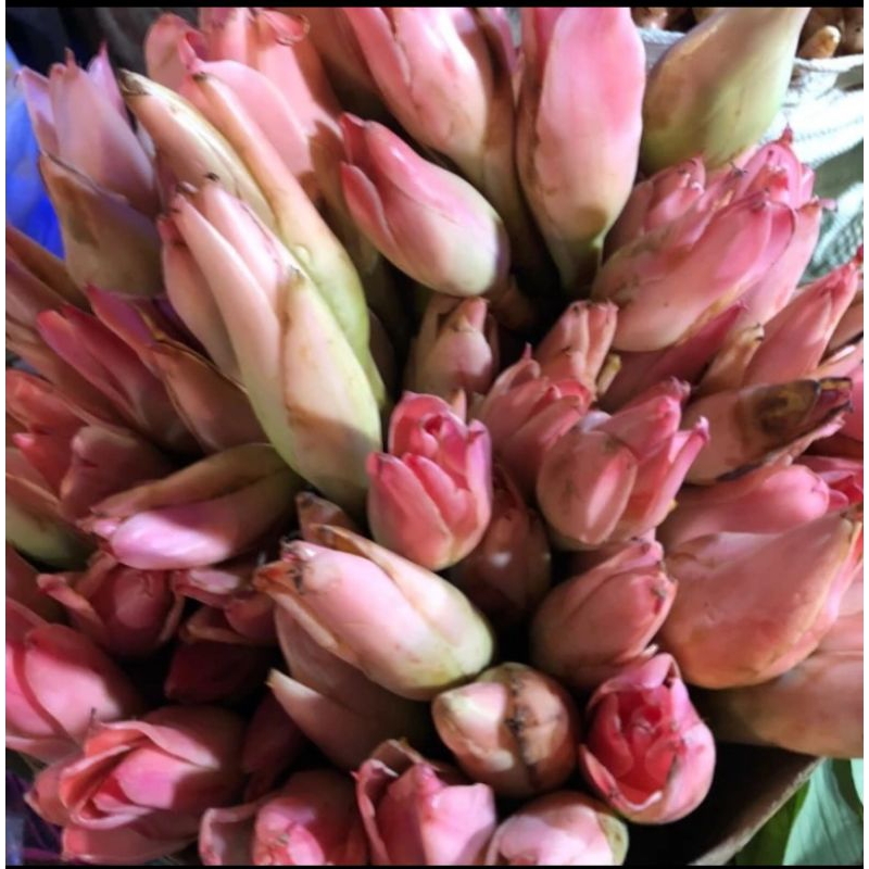 

BUNGA KECOMBRANG BERKUALITAS 1KG