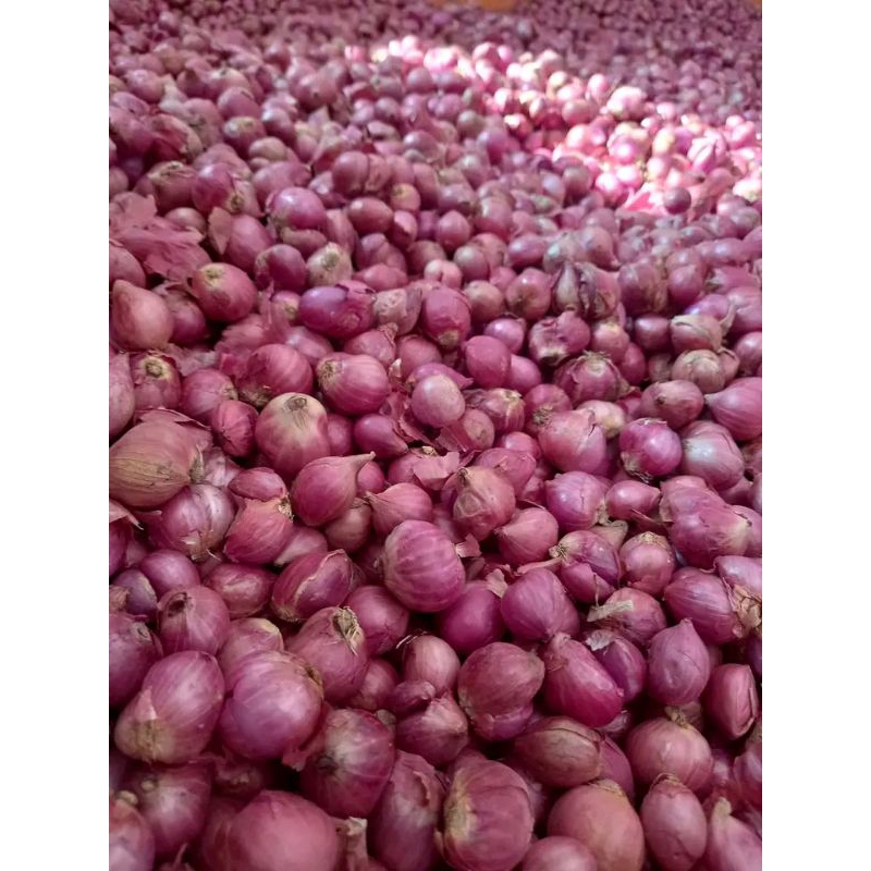 

ready bawang merah berat 500 gram