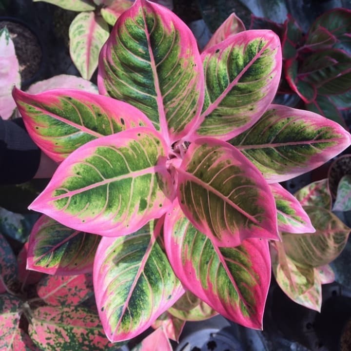 Aglonema Lotus Bibit Bonggol