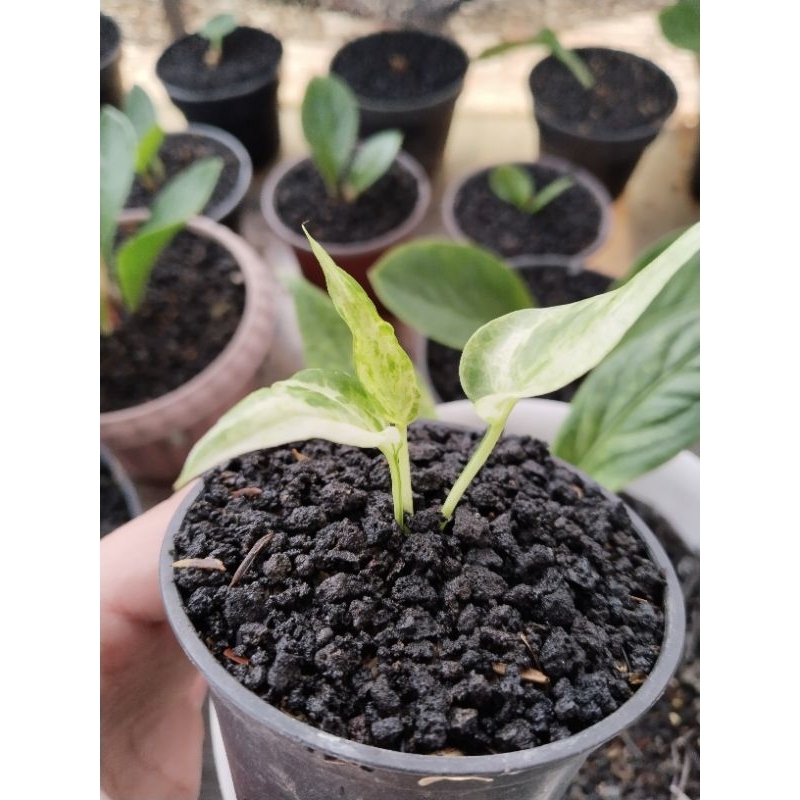 anthurium gelombang cinta varigata putih