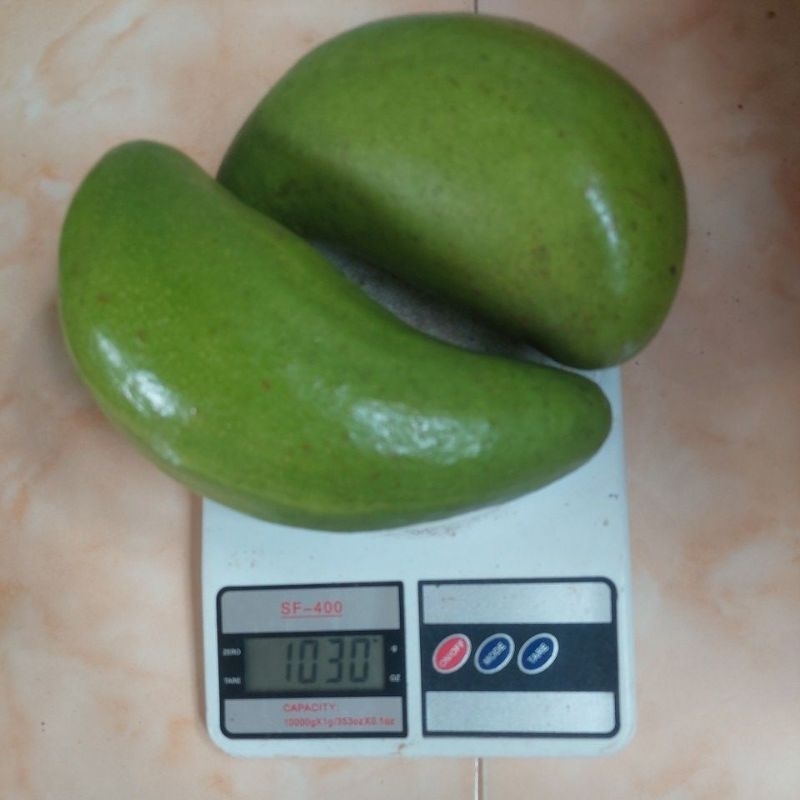 

Alpokat Aligator Asli Boyolali Isi 2