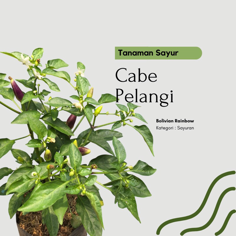 Tanaman Cabe pelangi / Cabai / Lombok Pelangi ( Sudah Berbuah )