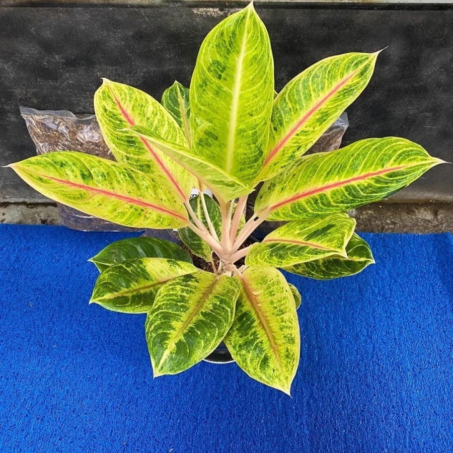 Aglonema Big Mama Bibit Bonggol