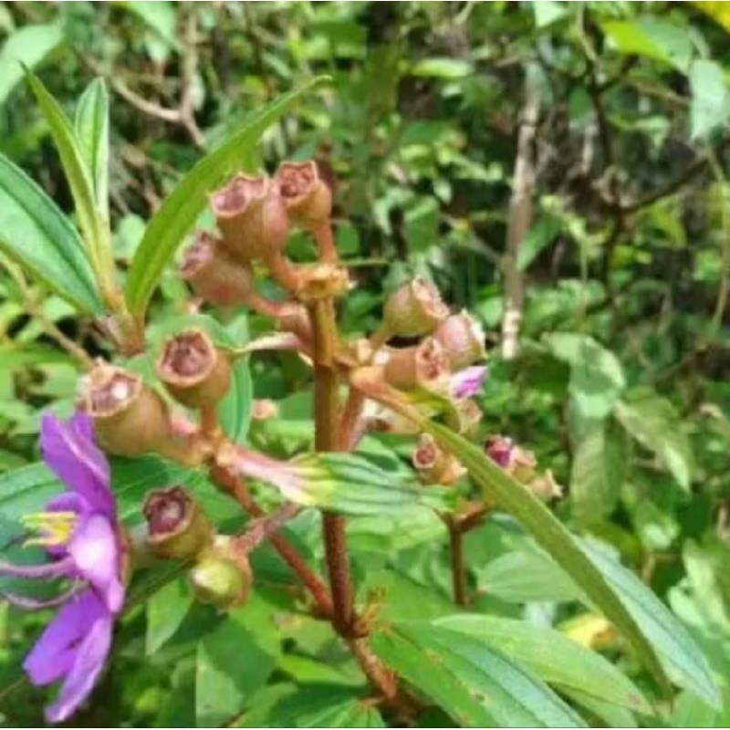 

DAUN HARENDONG SEGAR FRESH 250 GRAM BARU PETIK