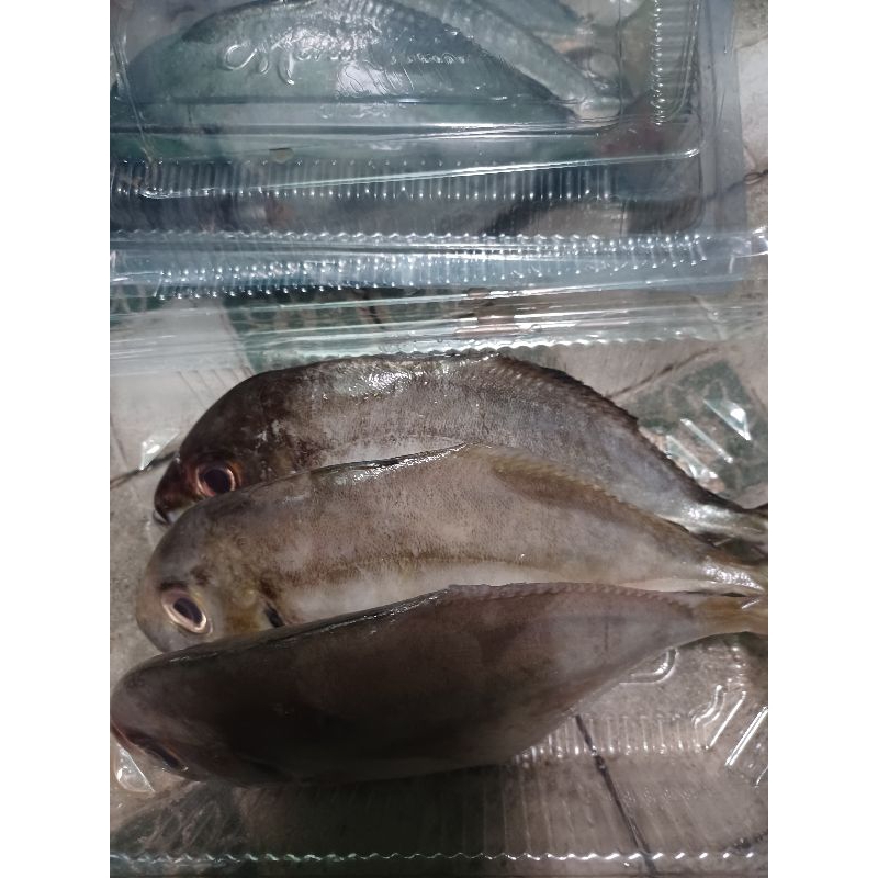 

Ikan Kuwe Laut 500 gram