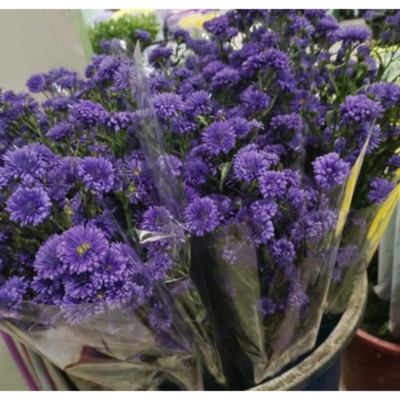Bunga pikok ungu / pikok violet