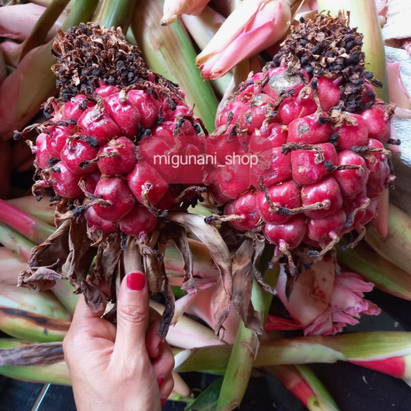 

buah cikala/buah honje 1 tangkai kecombrang segar fresh organik herbal