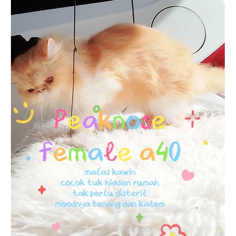 PEAKNOSE BETINA MALAS KAWIN BEKASI UTARA