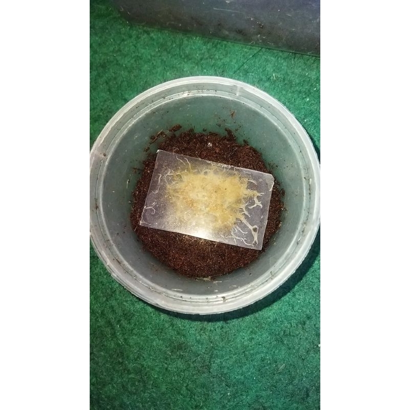 grindal worm/cacing grindal pakan ikan hias / burayak ikan guppy/molly/cupang bonus pakan