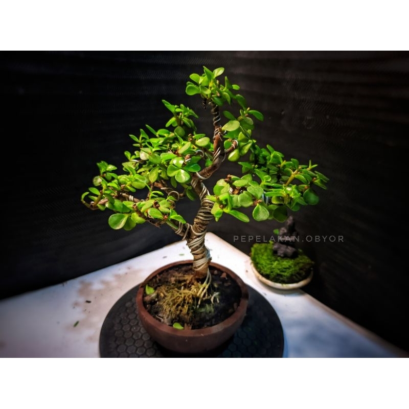 Bonsai Mini shito bonsai mame Portulacaria Afra Dwarp Jade micro Sudah berkarakter REALPICT SIAP PAJ