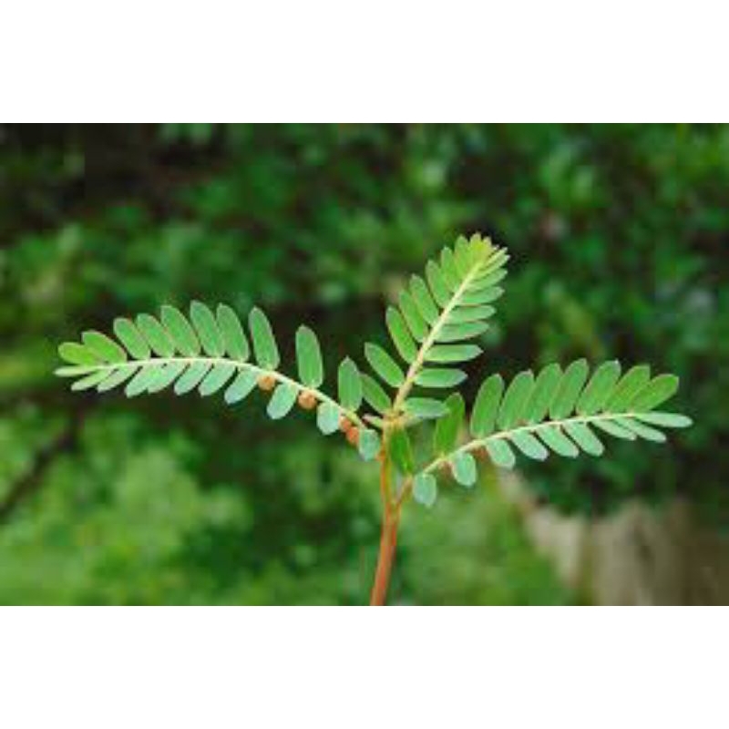 

daun Meniran segar 300grm