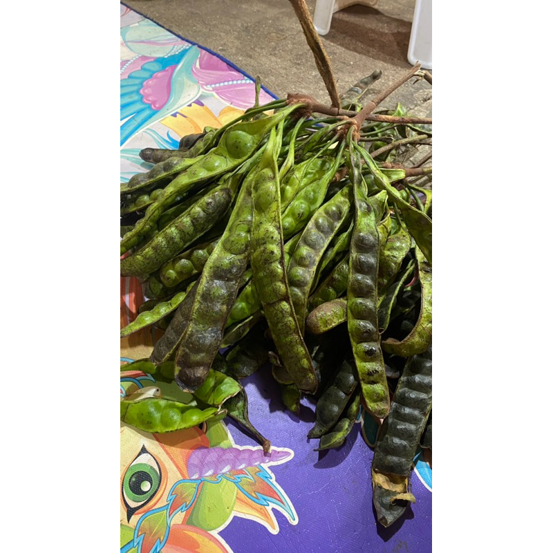 

Pete padi mateng pohon 15 papan