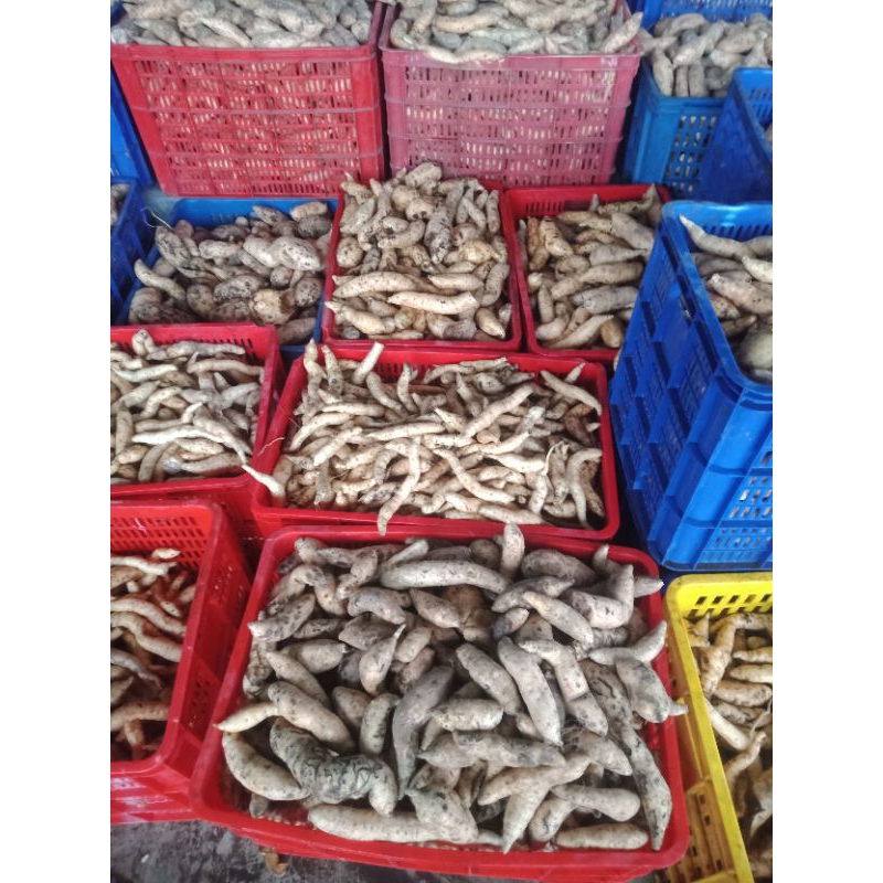 

UBI SIMADU KHAS CILEMBU