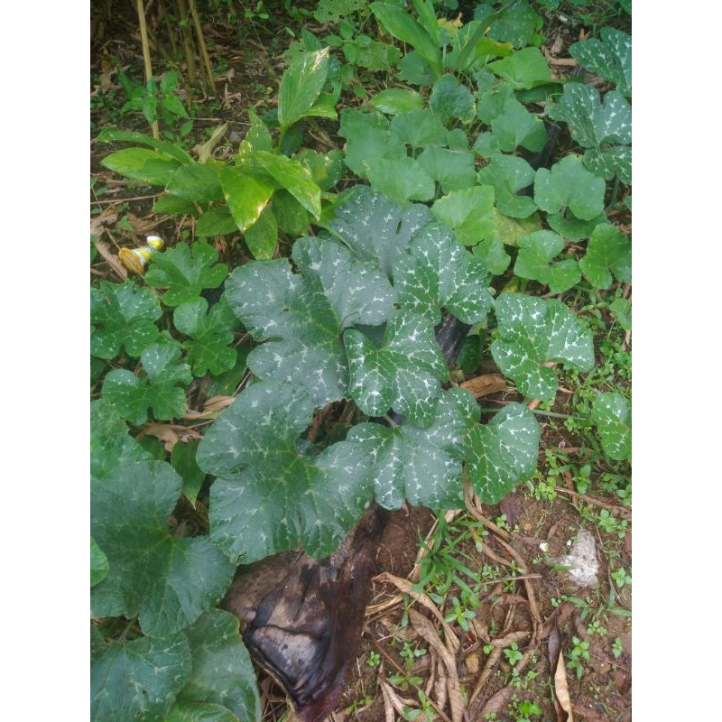 

daun labu manis/waluh segar freshh