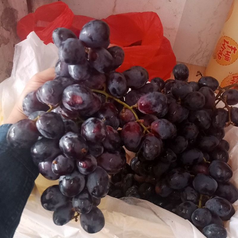

Grape Black Autumn