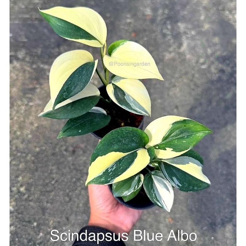 Scindapsus Blue Albo - Tanaman Hias Hidup - Bunga Hidup Murah
