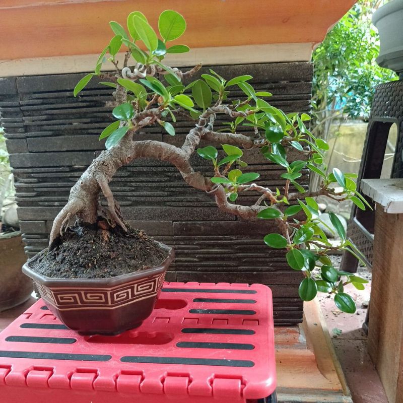bonsai beringin dollar