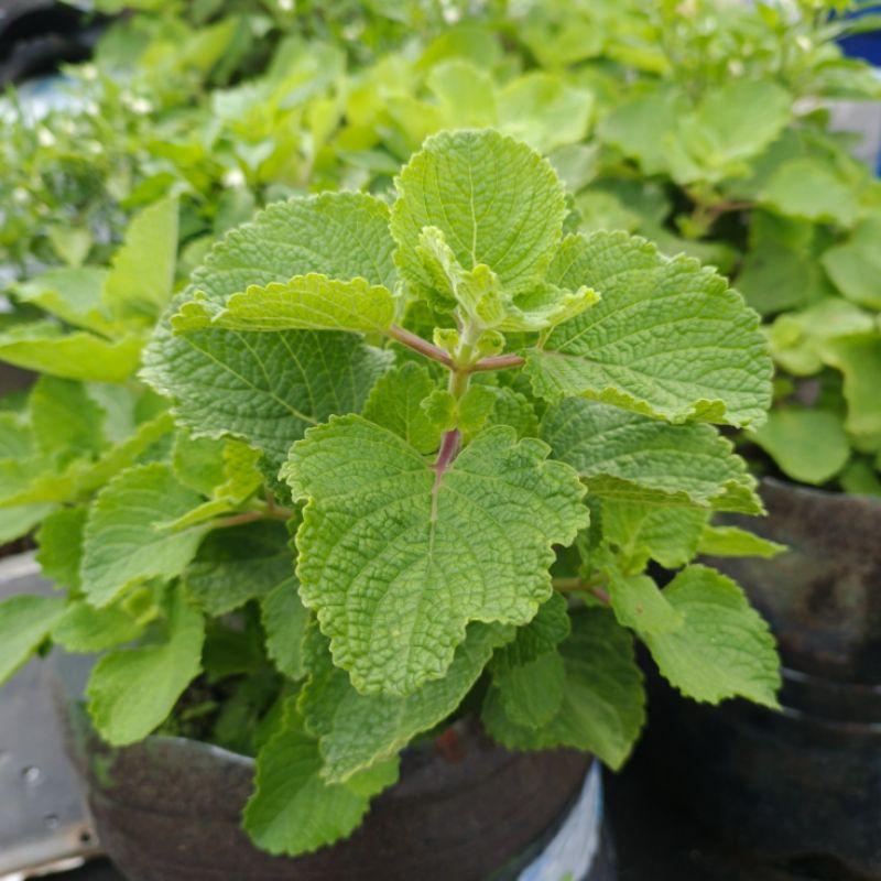 

daun bangun-bangun/Torbangun, bangun-bangun, Daun jintan (Plectranthus amboinicus)1kg