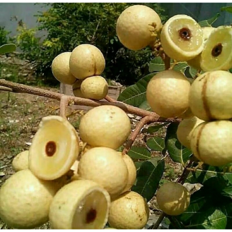 Bibit Kelengkeng Pingpong Okulasi