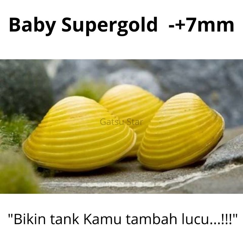 Kerang Filter Aquarium Baby Supergold 7mm Termurah Kerang Pembersih Air Tawar Aquascape
