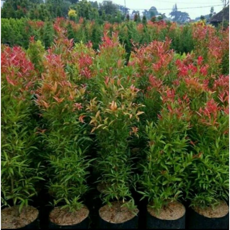 pucuk merah tinggi 1,5 meter