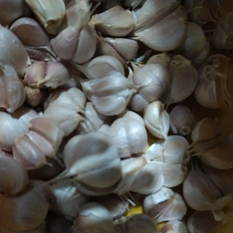 

Bawang putih 1 karung