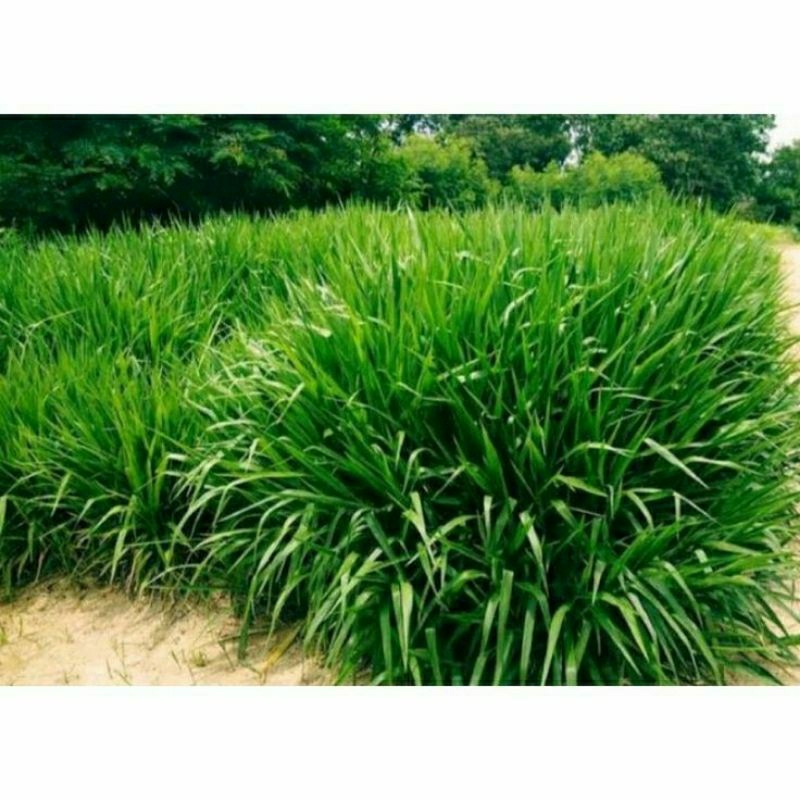 bibit rumput odot kolonjono gajah 10 biji