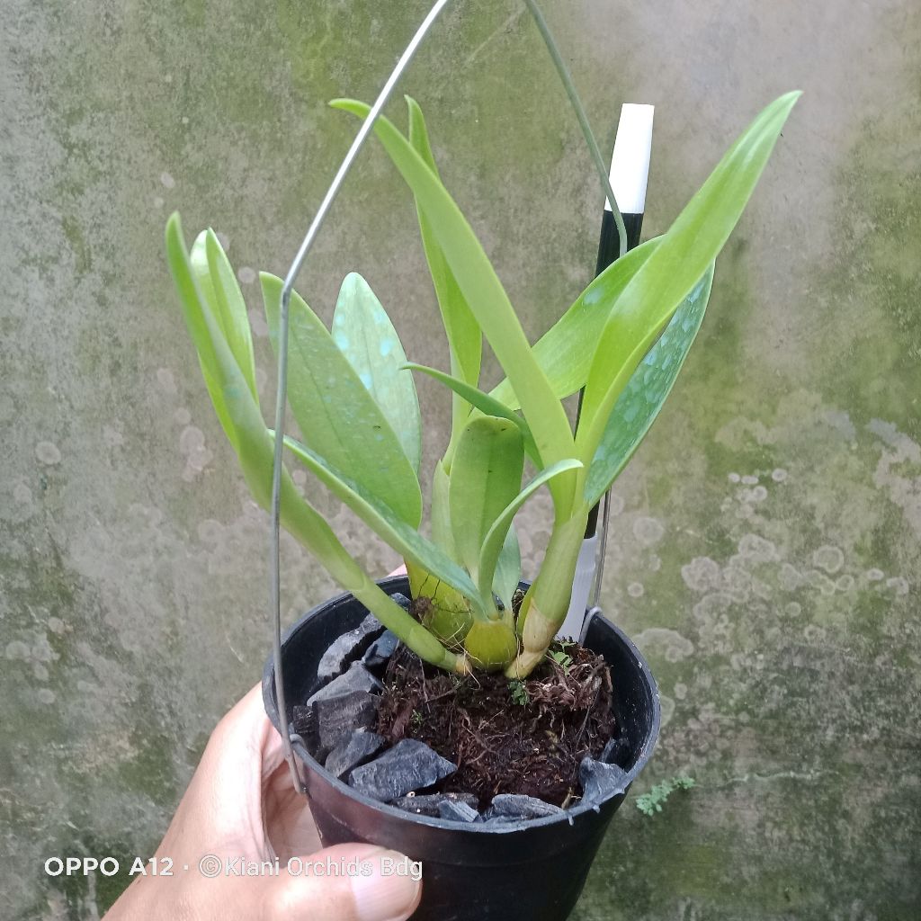 Anggrek Dendrobium aggregatum x spectabile Remaja