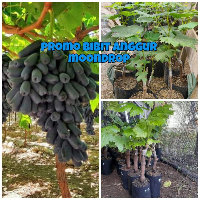 PROMO BIBIT BUAH ANGGUR MOONDROP ORIGINAL