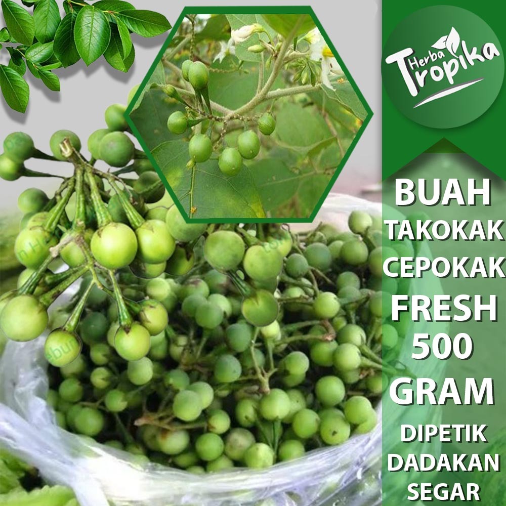 

Buah Takokak Cepokak lalapan Segar 500 gram toko herba tropika