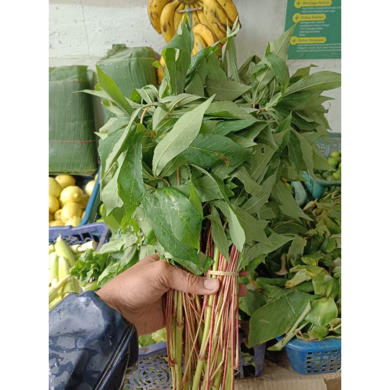 

Sayur Daun Singkong Hijau 1 Ikat