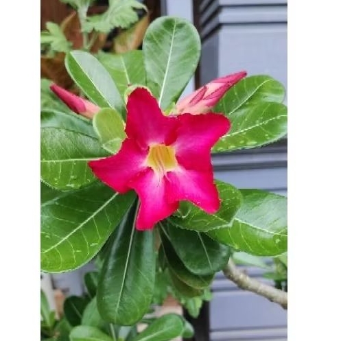 Biji bibit bunga adenium warna merah (isi 15 biji)