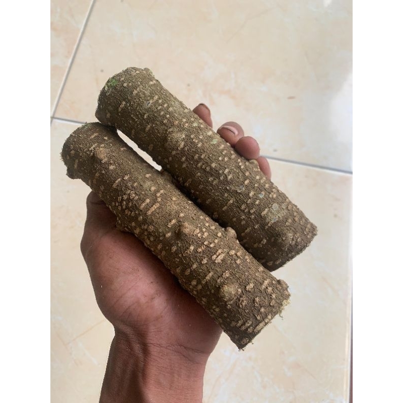 batang anting putri isi 2