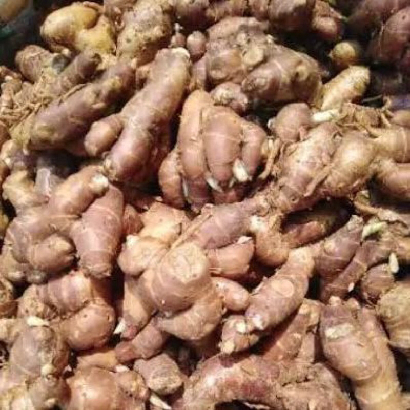 

Kencur Ukuran Sedang Fresh | 250-1kg
