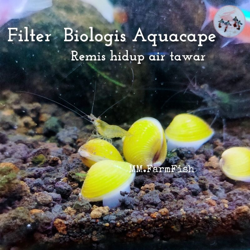 Filter Biologis Aquacape kerang remis emas kerang kuning air tawar kerang sungai laya pensi
