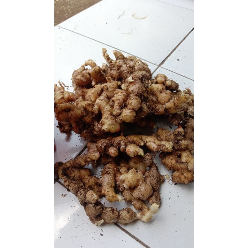 

jual umbi jahe putih ,buat masak fres 250g