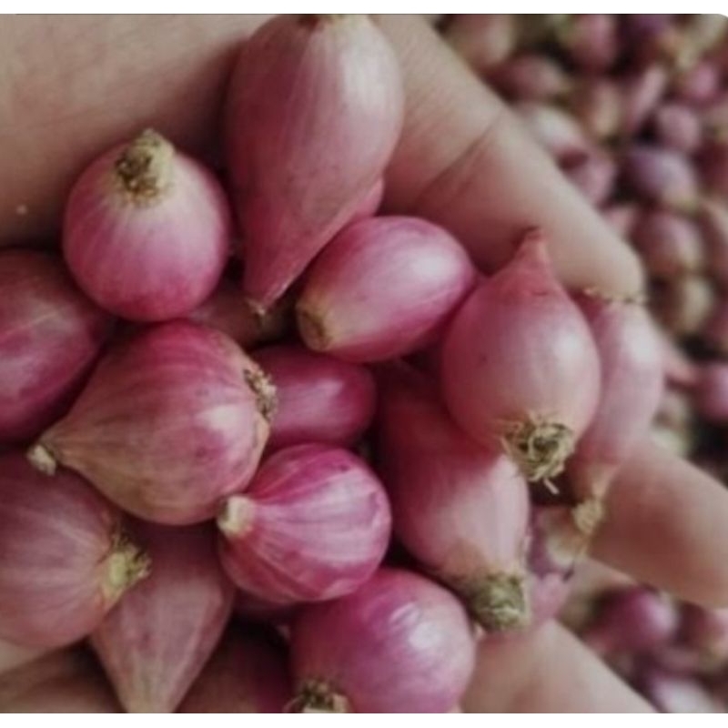 

Bawang merah 1Kg ukuran kecil