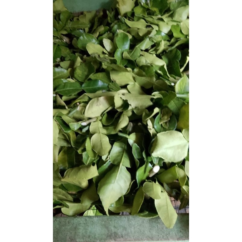 

Daun Jeruk Purut 88 Putul / Kg