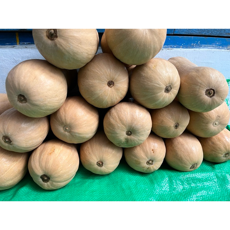 

LABU MADU / BUTTERNUT PUMKIN / TERMURAH