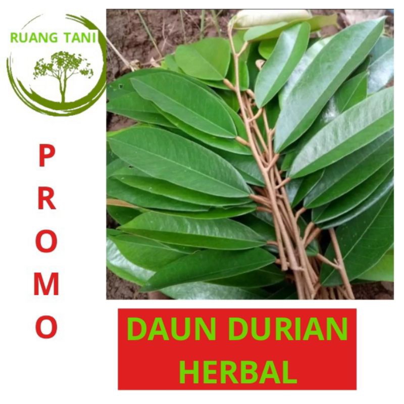 

DAUN DURIAN 200 GRAM DAUN KADU DI AMBIL KETIKA ADA ORDERAN