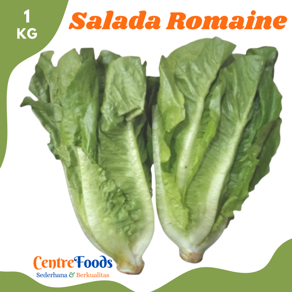 

SALADA Romen - Selada Romaine Lettuce Fresh | 1.000gr [ Harga Per KG ]