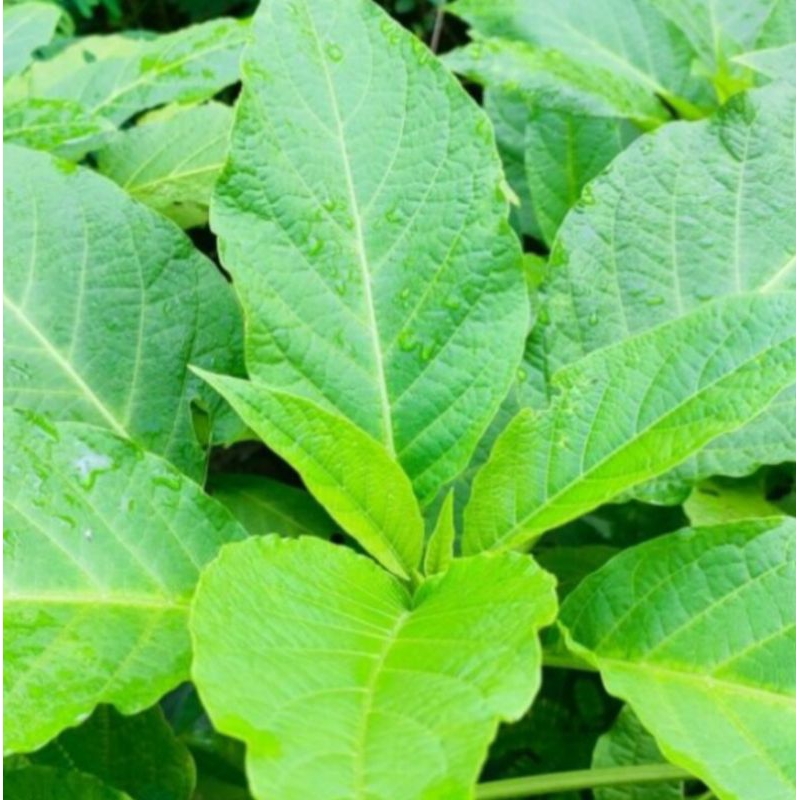 

Jual daun kecubung segar petik langsung 500 gram