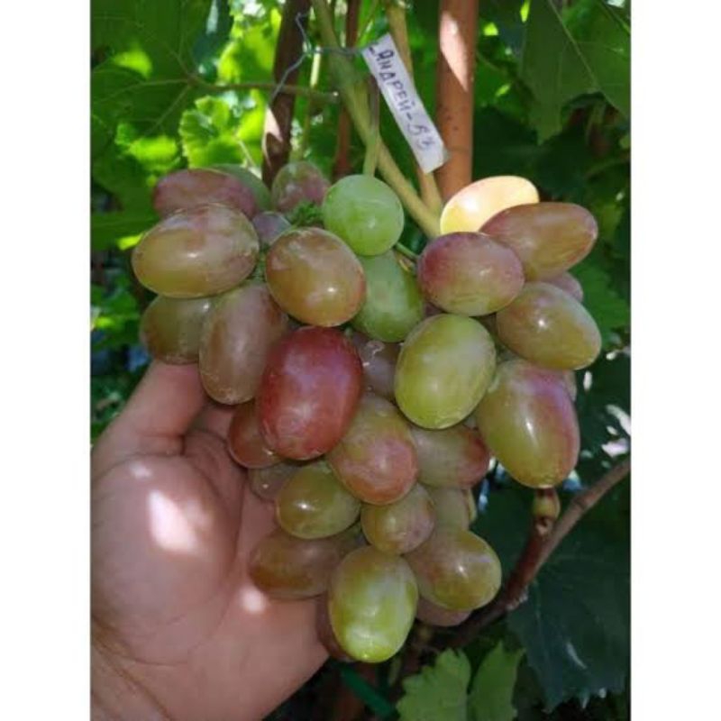 

bibit anggur import andre 53