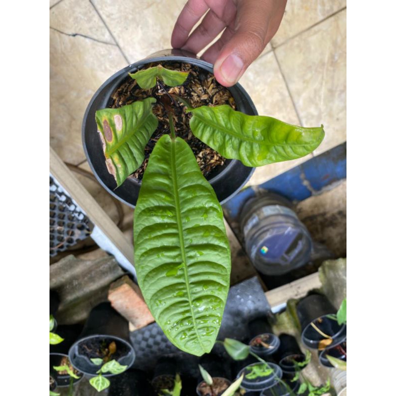 Anthurium Reflexinervium