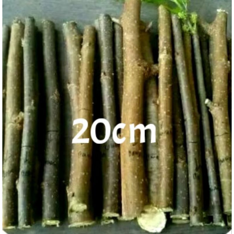 Promo stek Batang murbei tanaman mulberry isi 50 batang