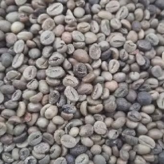 

Greenbean Robusta Dampit Asalan 10Kg